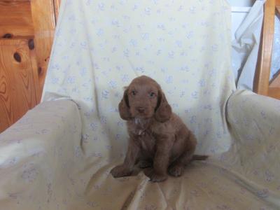 Cockapoo puppies in Carlow